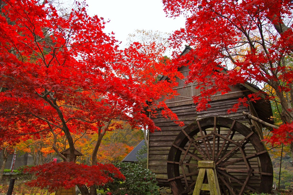 祖谷渓谷　蕎麦処の紅葉２