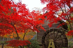 祖谷渓谷　蕎麦処の紅葉２