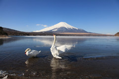 白鳥の湖１