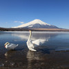 白鳥の湖１