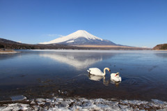 白鳥と逆さ富士