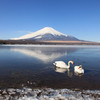 白鳥と逆さ富士