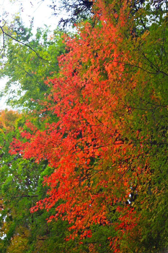 渓谷の紅葉