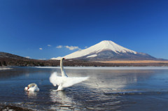 白鳥の湖３