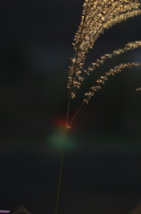 虹とススキ