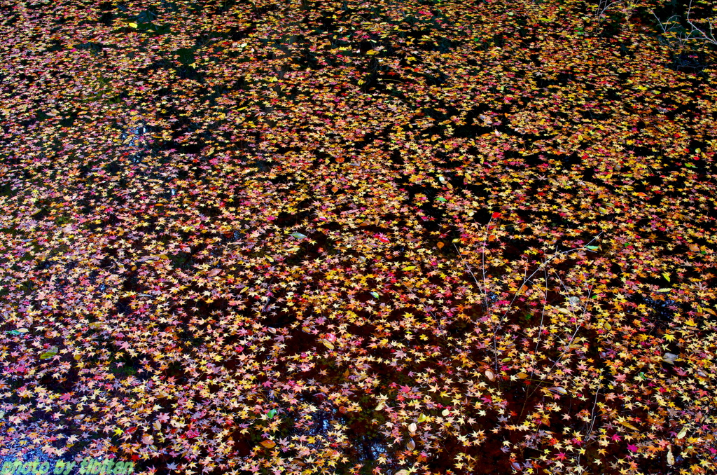 水面も紅葉