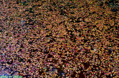 水面も紅葉