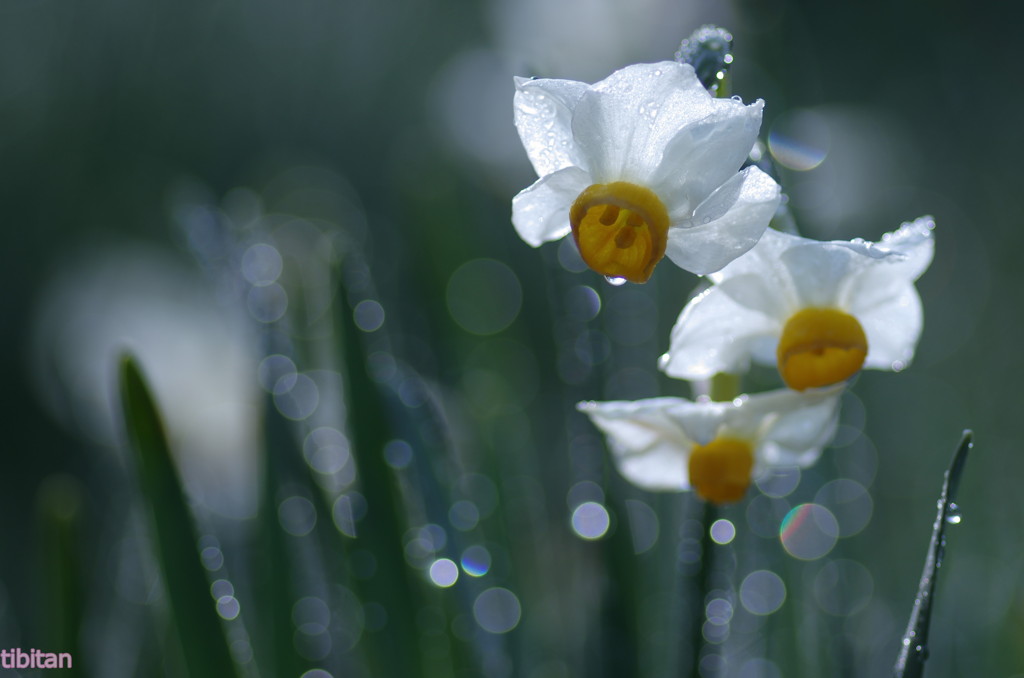 水仙