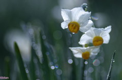 水仙