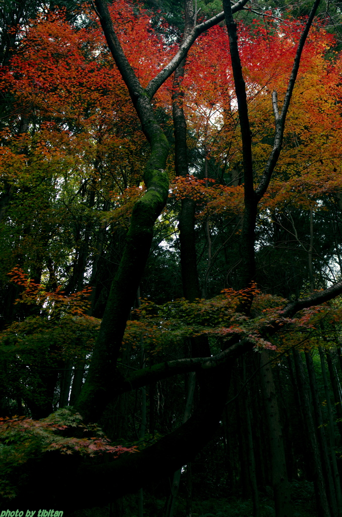 森の中の紅葉