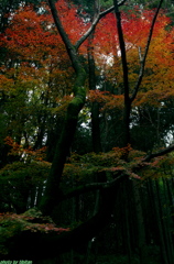 森の中の紅葉