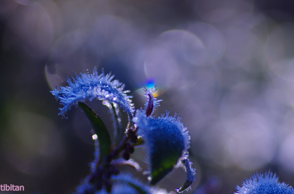 光の花