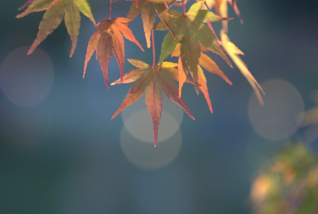 白鳥庭園の紅葉