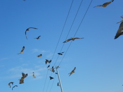 鳥