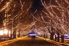 昭和記念公園