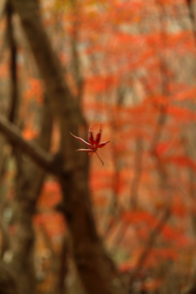 散りゆく紅葉