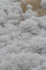 雪桜