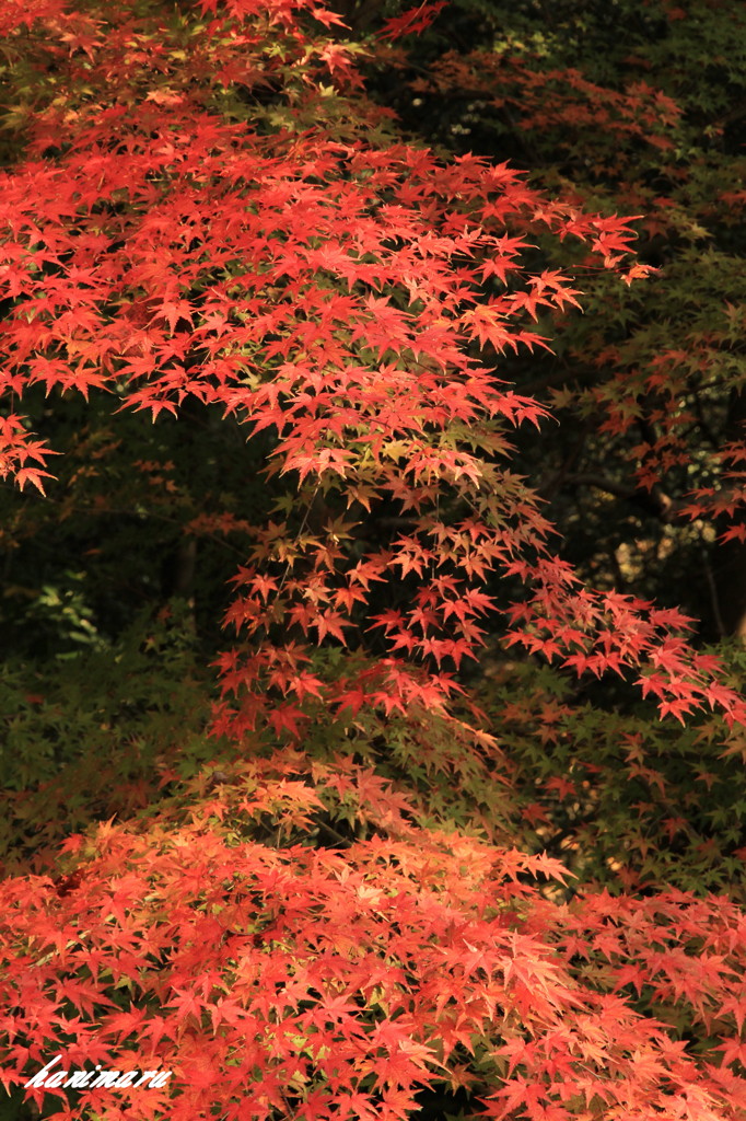 紅葉滝