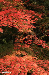 紅葉滝