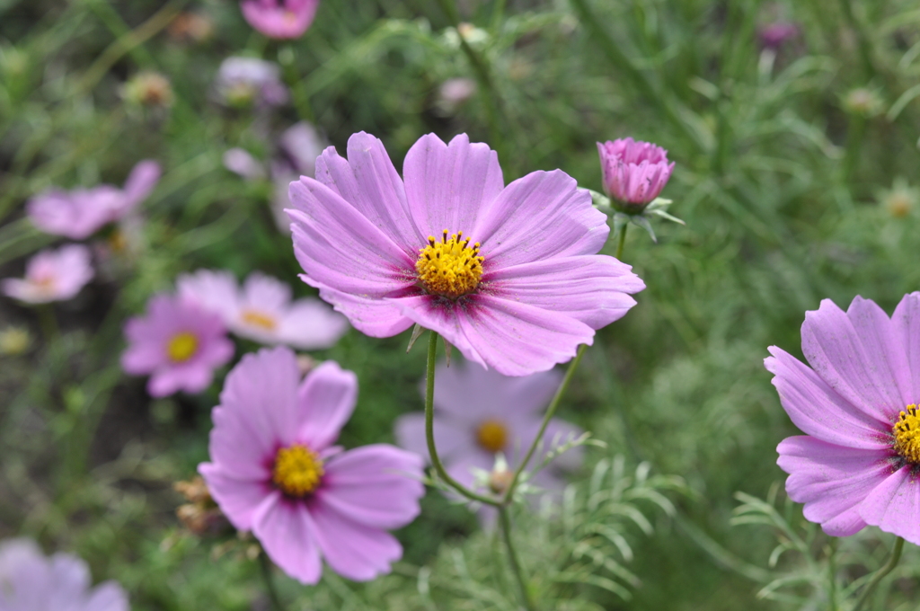 コスモス