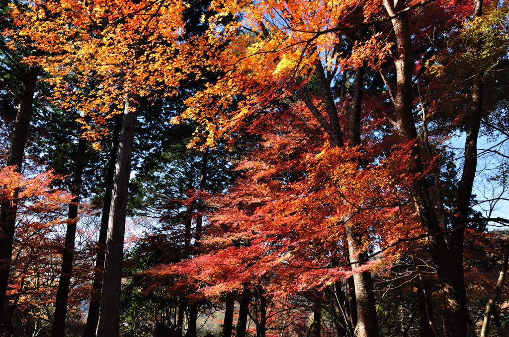 Autumn Leaves