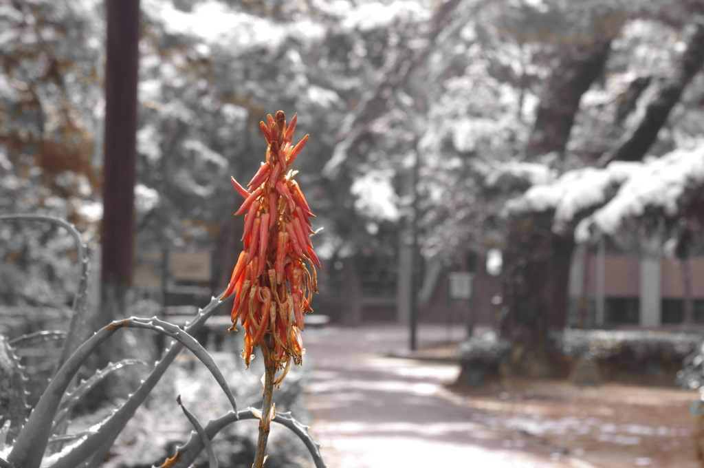 花