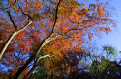 やっと紅葉