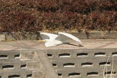 白サギさん1