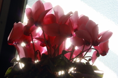 お花の木漏れ日