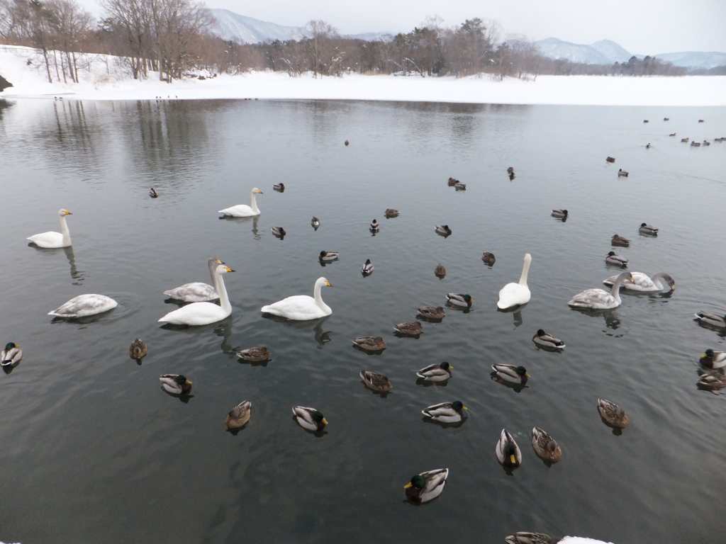 大沼公園白鳥台バセット