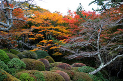 晩秋の箱根蓬莱園１