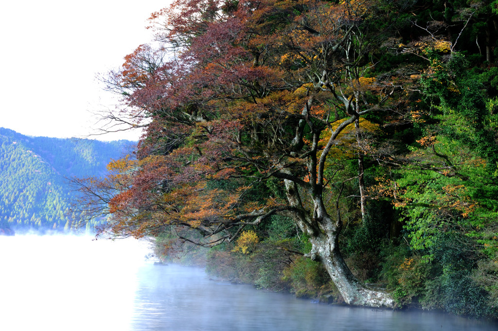 霧迫る岸辺の老木