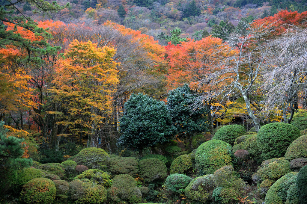 晩秋の箱根蓬莱園２