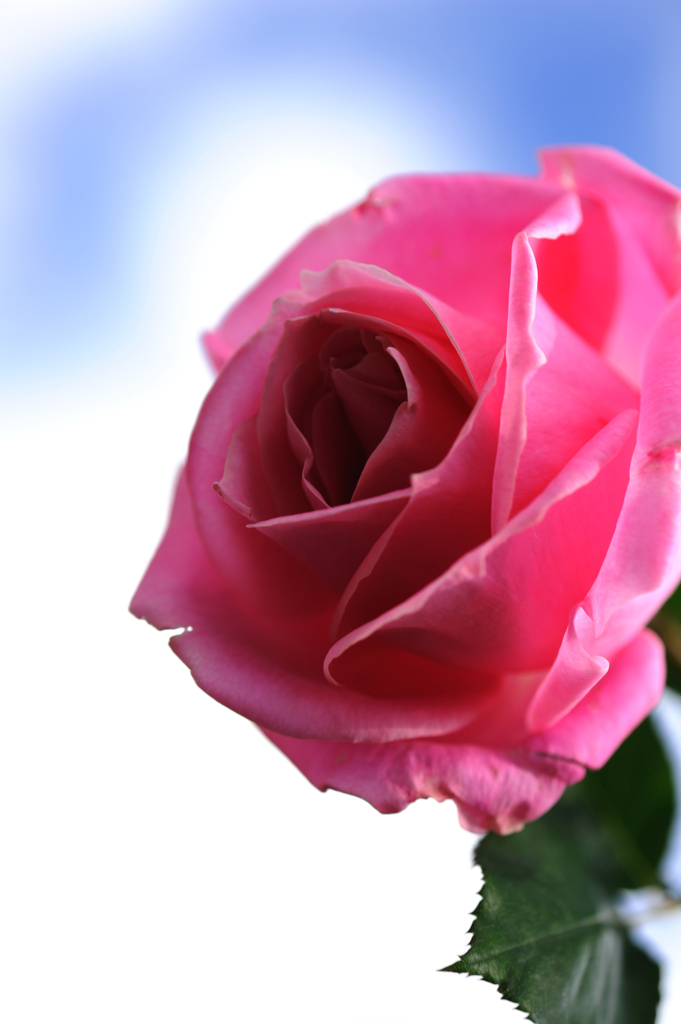 La Vie en rose