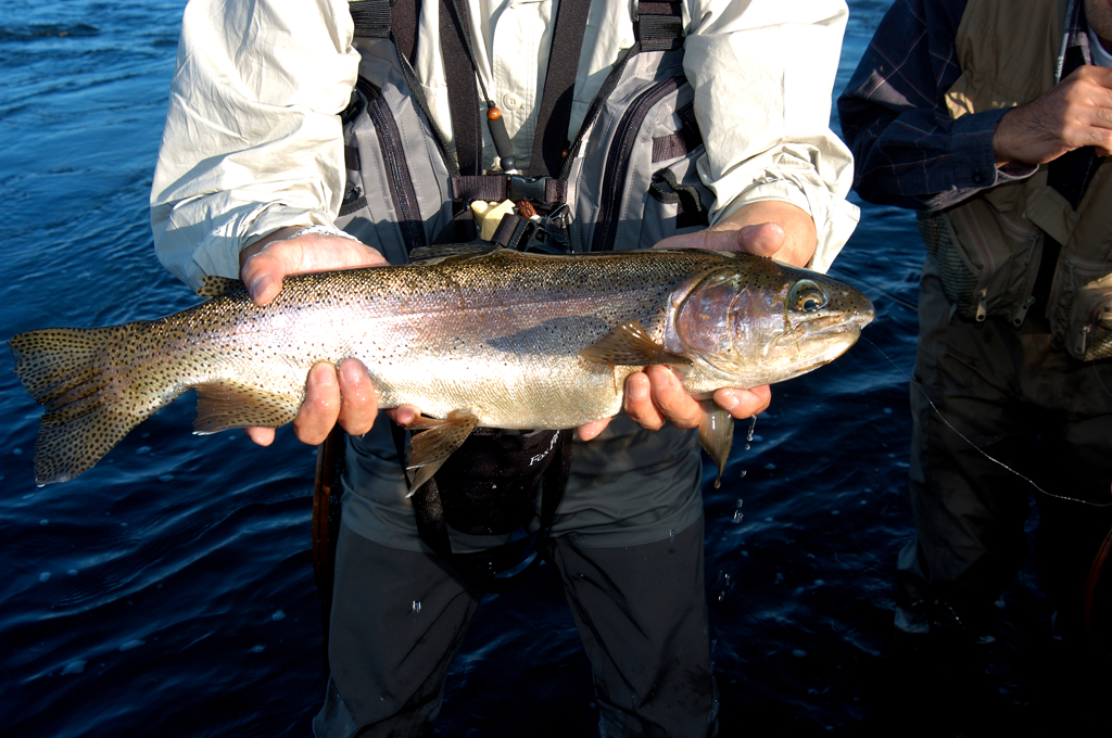 （再）This is a real rainbow trout