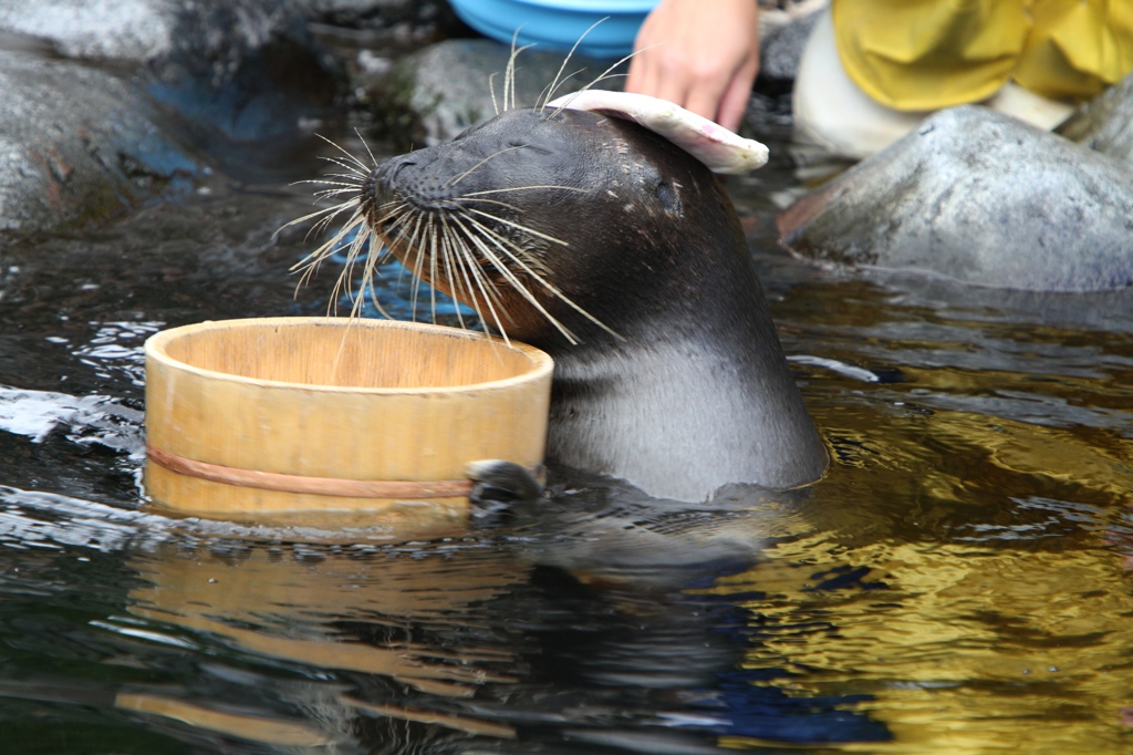 三助さん頼むよ♪
