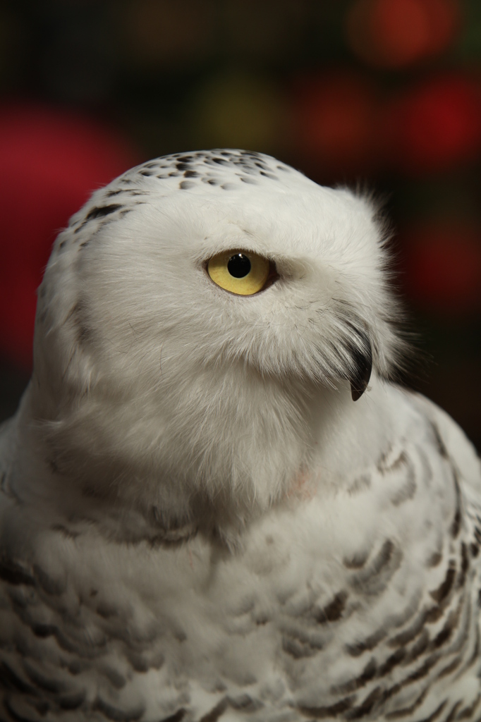 その男、凶暴につき（シロフクロウ幼鳥バージョン）