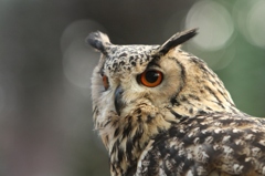 Eye Contact