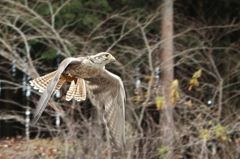 遥か空に向かって