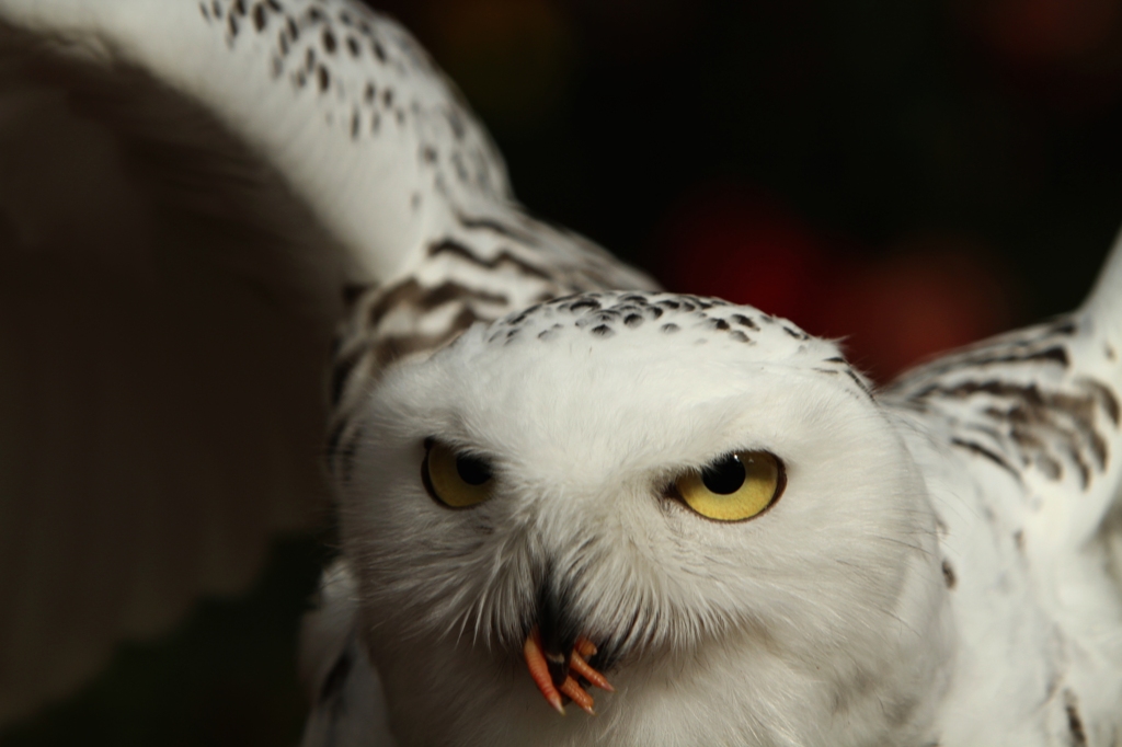 次はオマエの番だ