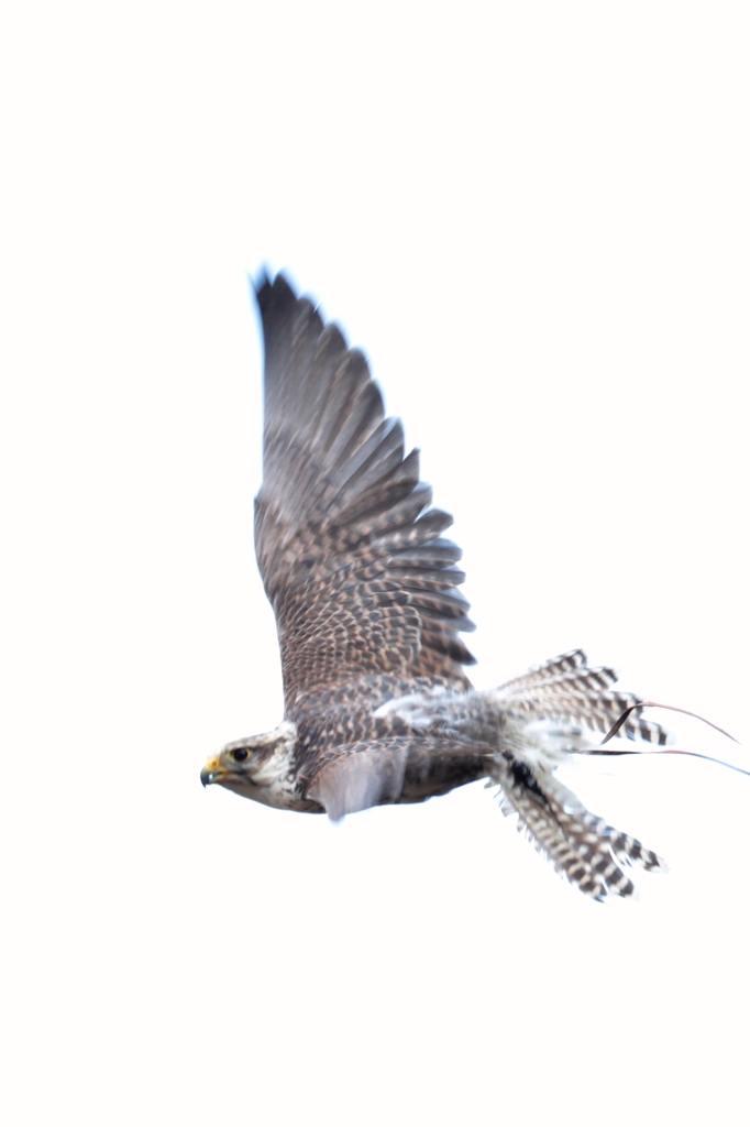 セイカーハヤブサのテツ