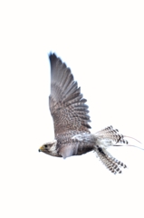 セイカーハヤブサのテツ