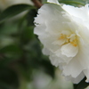 　恥らう・・華
