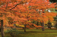 晩秋の紅