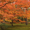 晩秋の紅