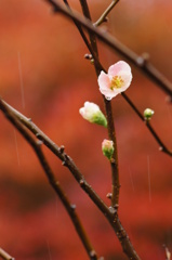 細雨（さいう）