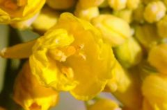 菜の花