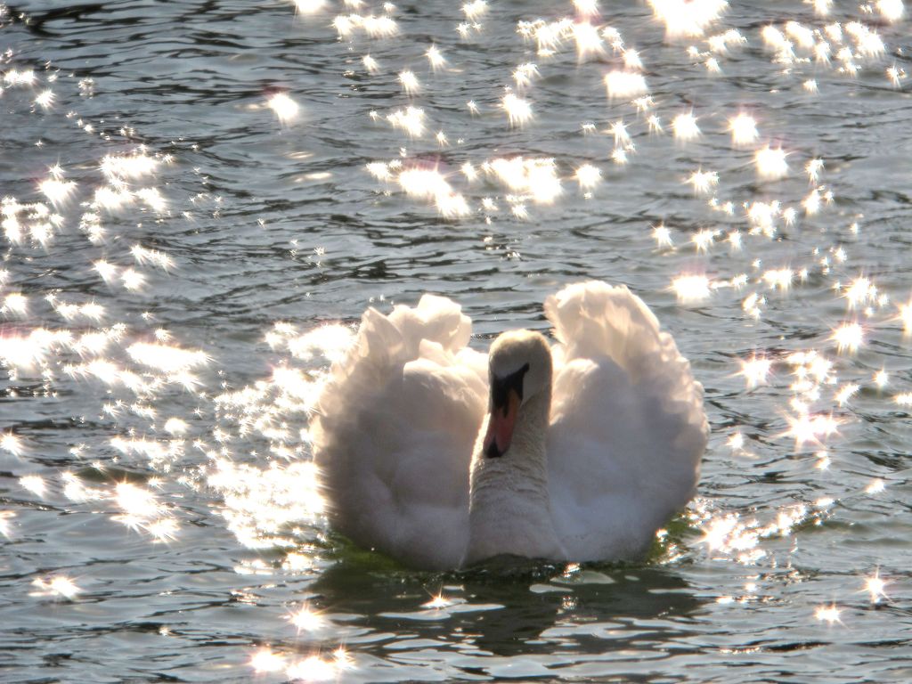 白鳥の湖