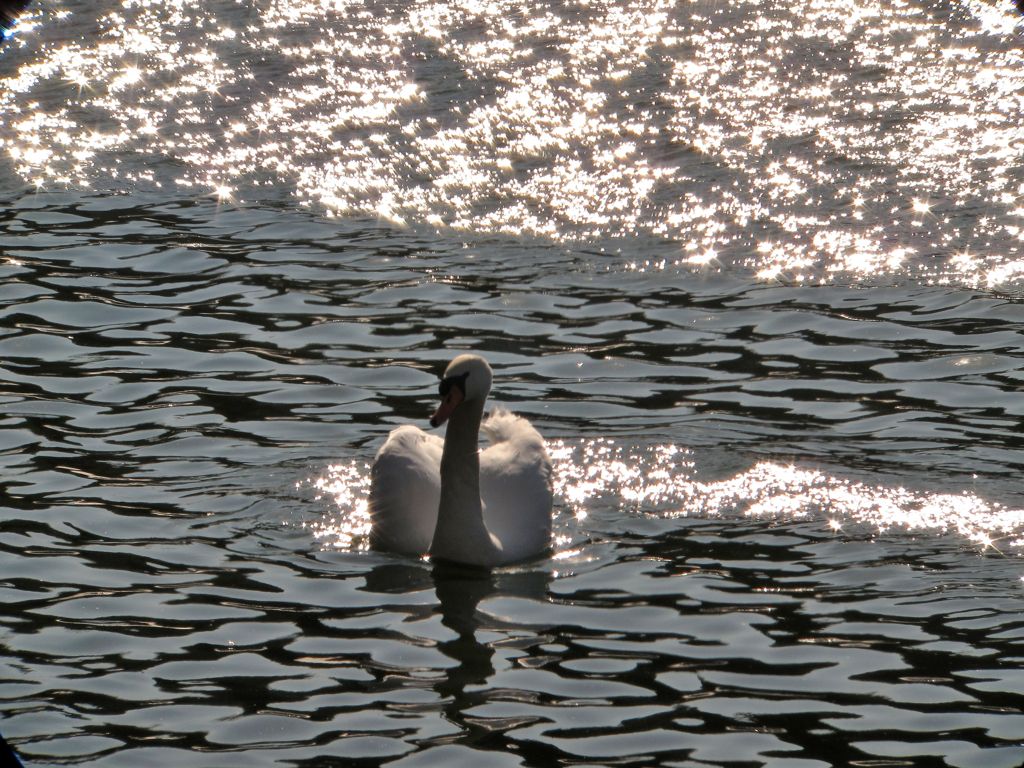 白鳥の湖