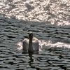 白鳥の湖